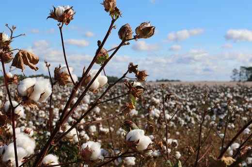 "Why Should I Make The Switch To Organic Cotton?"